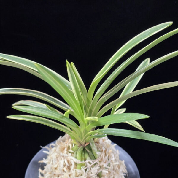 지구보 地球寶 Chikyuhou