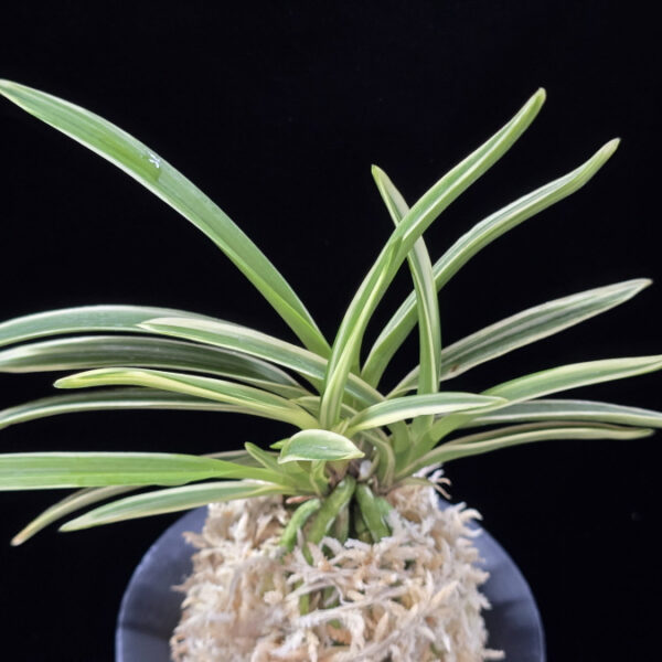 지구보 地球寶 Chikyuhou