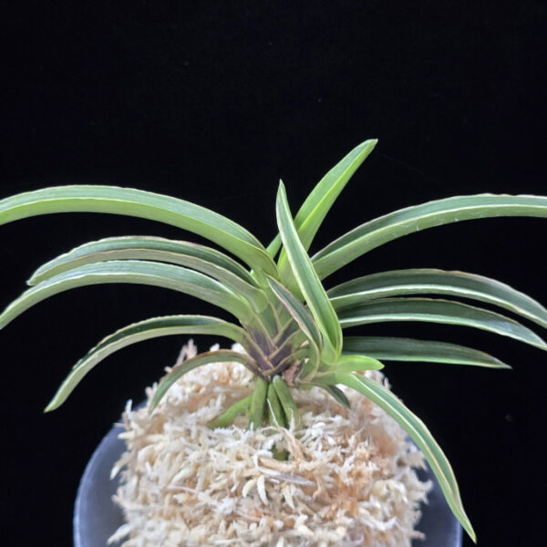 신라 新羅 Sinra (Shiragi)