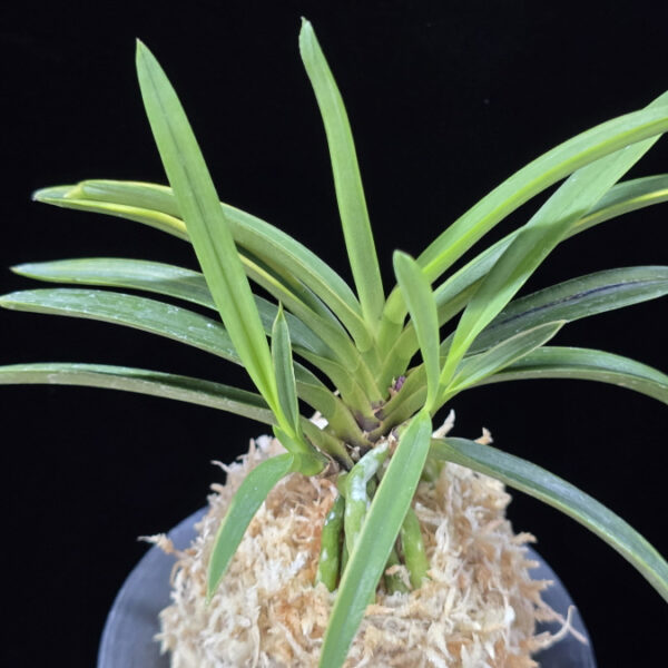 건국호 建國縞 Kenkoku Shima