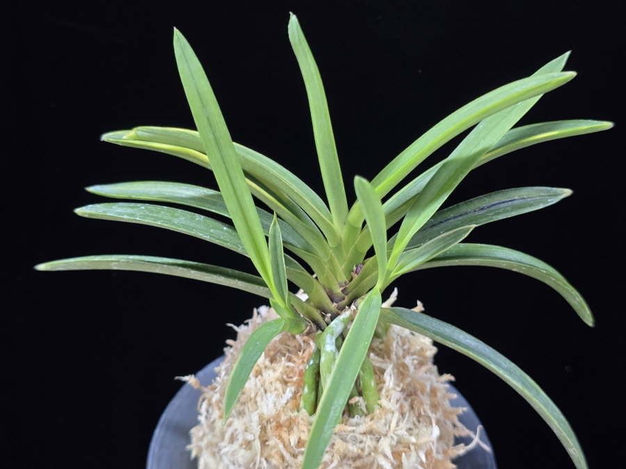 건국호 建國縞 Kenkoku Shima 건국호 建國縞 Kenkoku Shima