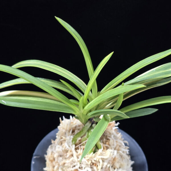 주천왕호 朱天王縞 Shutenno-shima