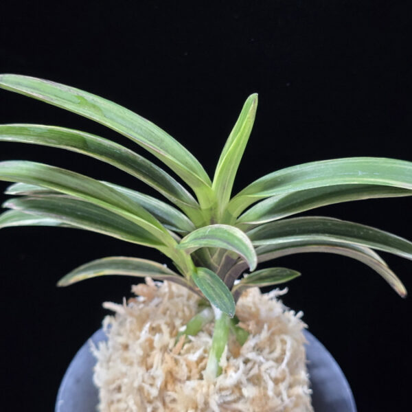 신화 新華 Sinhwa