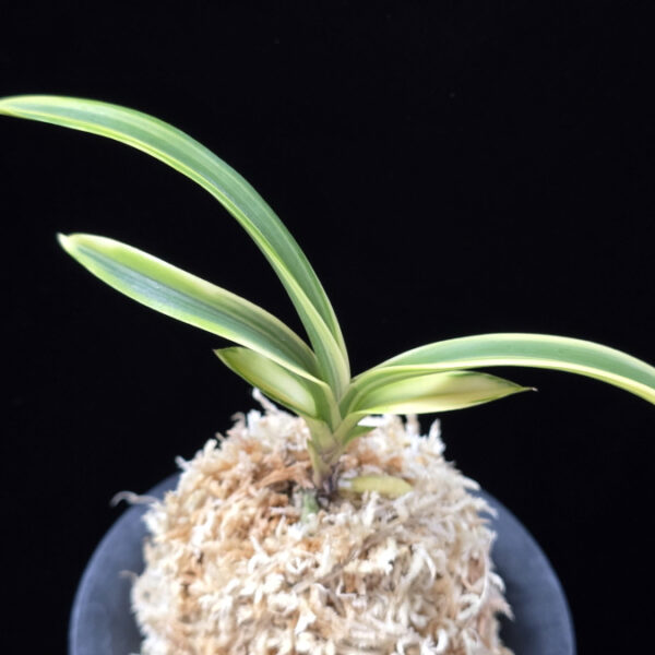 설문 雪紋 Seolmun