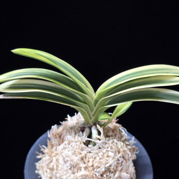 설문 雪紋 Seolmun