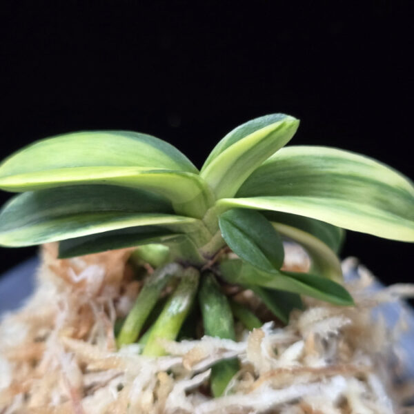 각왕산 覚王山 Kakuozan