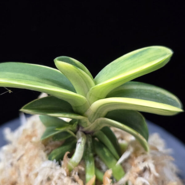 각왕산 覚王山 Kakuozan