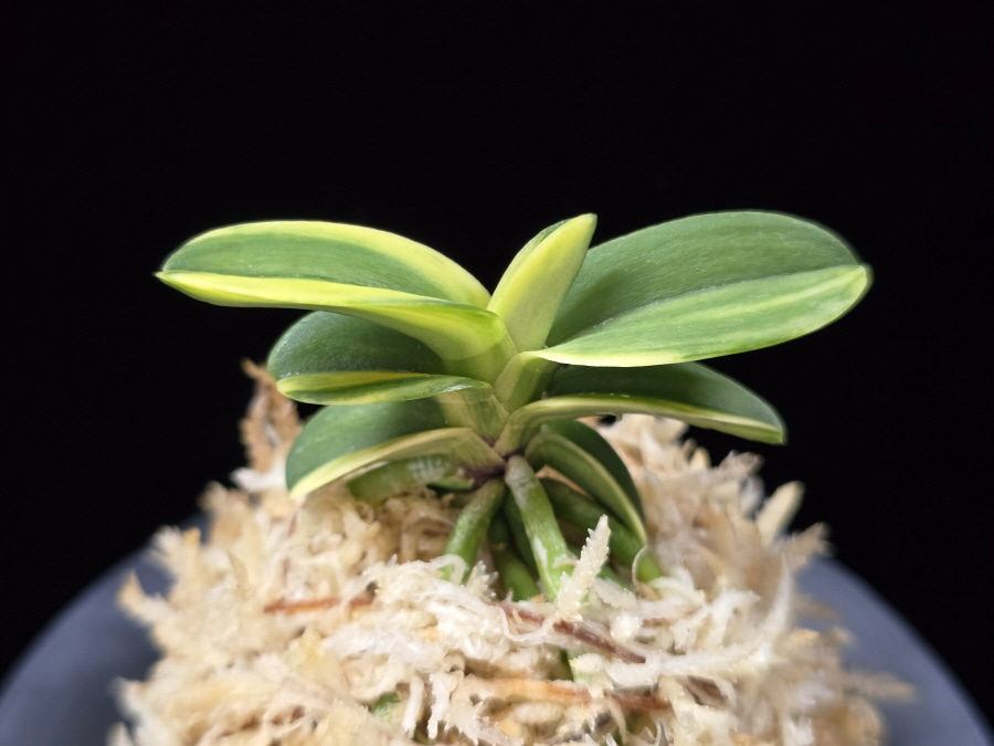 각왕산 覚王山 Kakuozan 각왕산 覚王山 Kakuozan