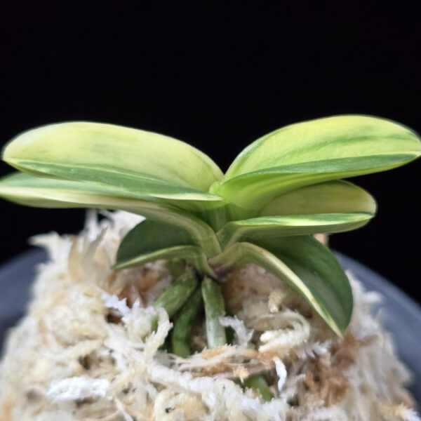 각왕산 覚王山 Kakuozan