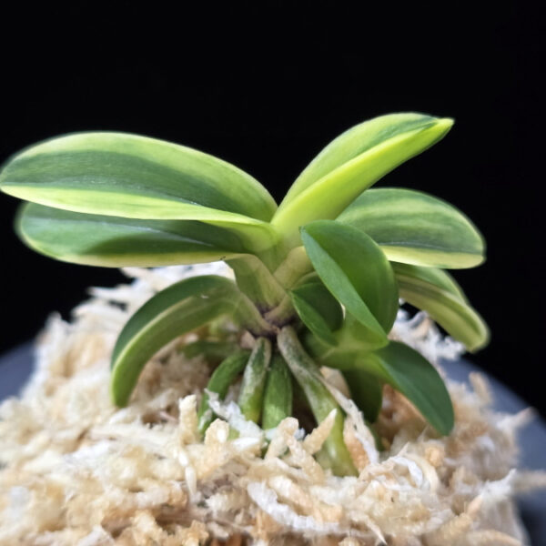 각왕산 覚王山 Kakuozan