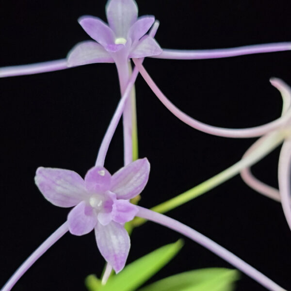 공주 公主 Gongju (3spur)