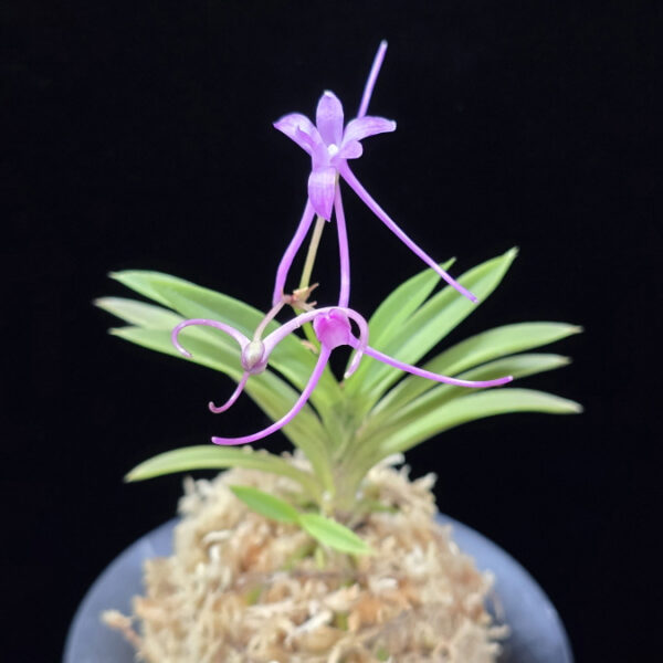 공주 公主 Gongju (3spur)