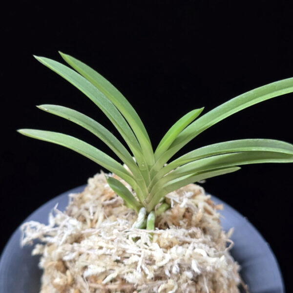 공주 公主 Gongju (3spur)