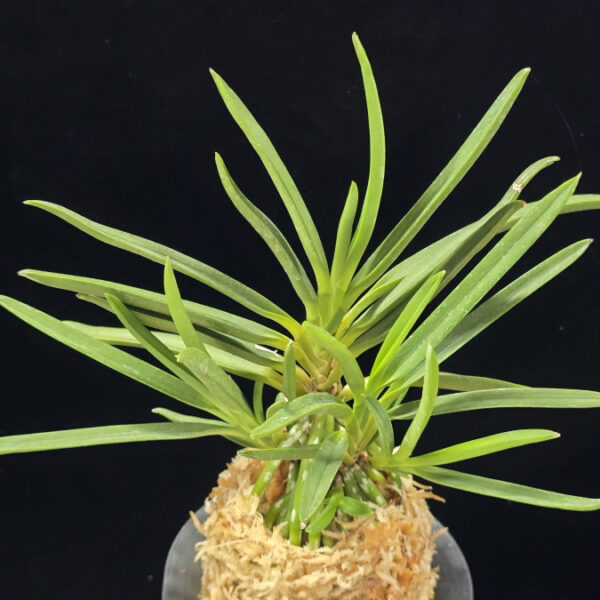 천심 天心 Tenshin