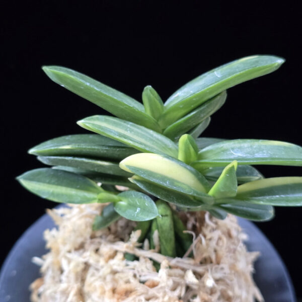 옥향 玉響 Tamayura