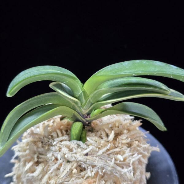 월파 越波 Wolpa(Geppa)