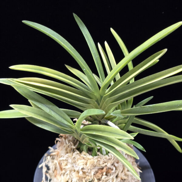 신월전 新月殿 Shingetsuden