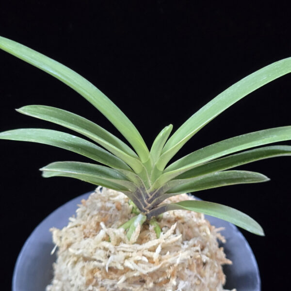 팔천대 八千代 Yachiyo