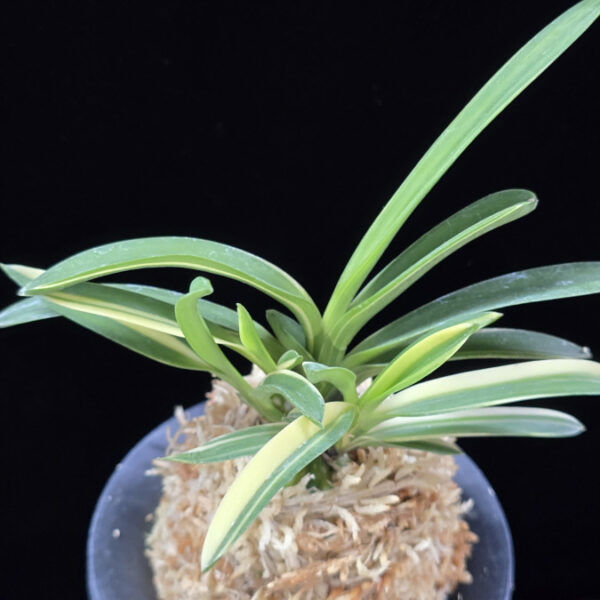 엄미호 奄美縞 Amami Shima