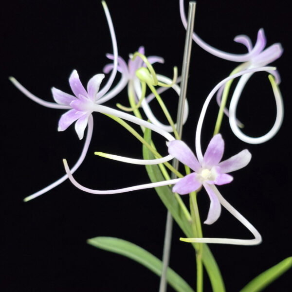 홍지연 紅池淵 Hongjiyeon (3spur)