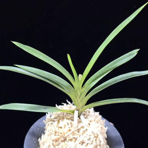 홍지연 紅池淵 Hongjiyeon (3spur)