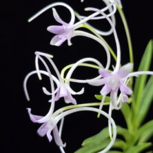 홍지연 紅池淵 Hongjiyeon (3spur)