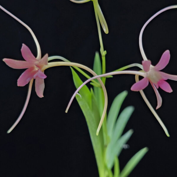 화선 花仙 Hwaseon (3spur)