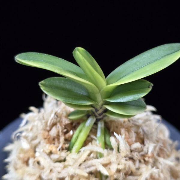 대장금 大壯錦 Daejanggeum(Daiso Nishiki)