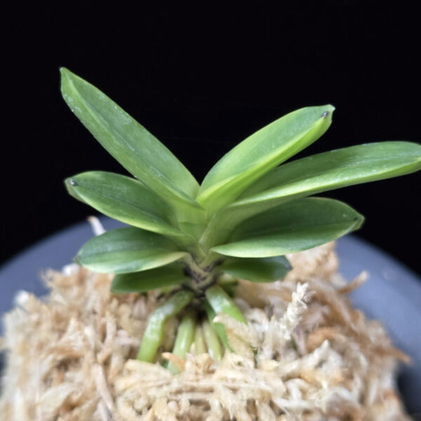 대장금 大壯錦 Daejanggeum(Daiso Nishiki)