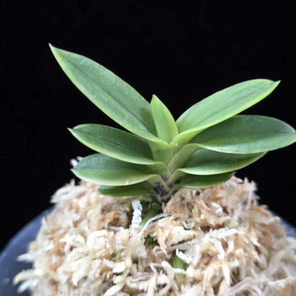 대장금 大壯錦 Daejanggeum(Daiso Nishiki)