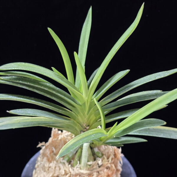 유곡금 幽谷錦 Yukoku Nishiki