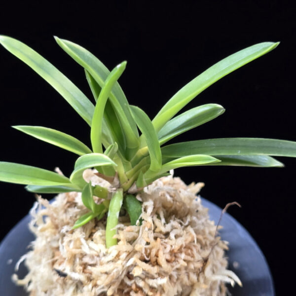 륜호 輪虎 Ryunho