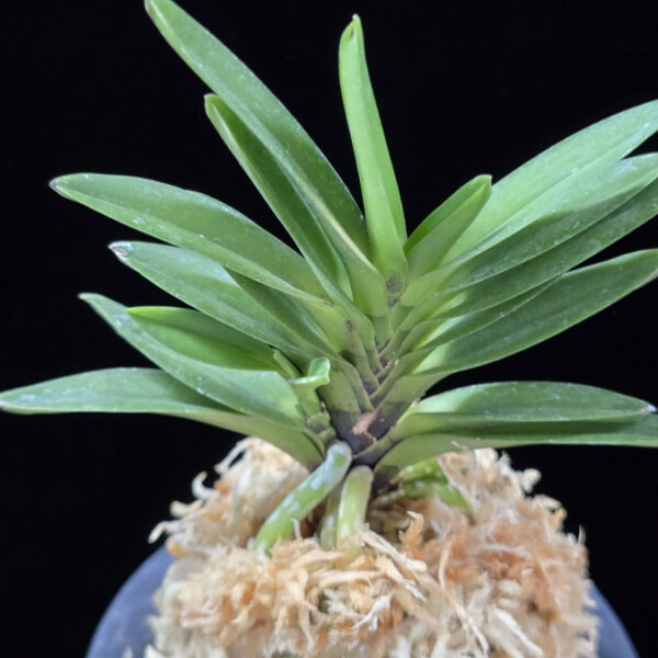 척령 鶺鴒 Sekirei