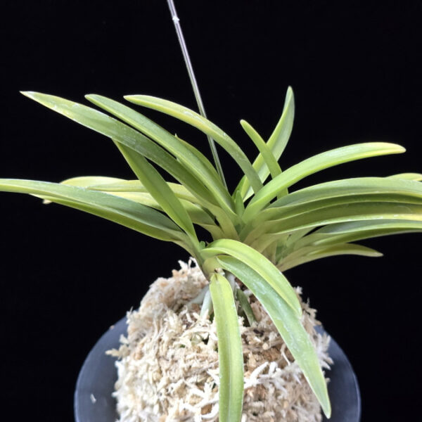 옹 翁 Okina (Ruby root)