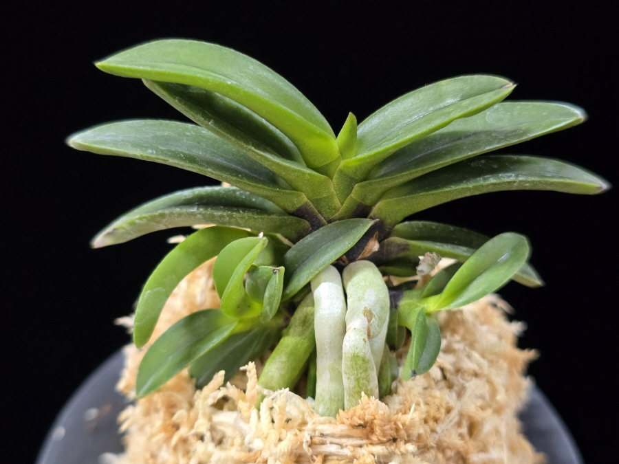 뇌산단엽 雷山短葉 Raizan(short leaves) 뇌산단엽 雷山短葉 Raizan(short leaves)