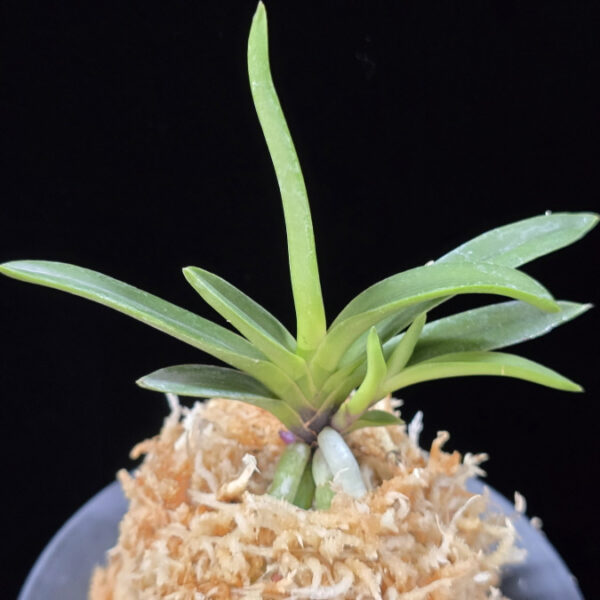 삼소전 三笑殿(万華境) Samsojeon(Mangekyo) (3 spur)