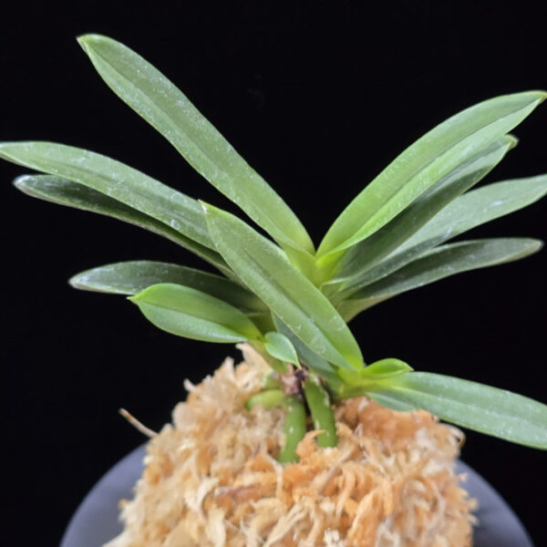 흑요 黑耀 Kokuyou