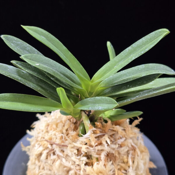 흑요 黑耀 Kokuyou