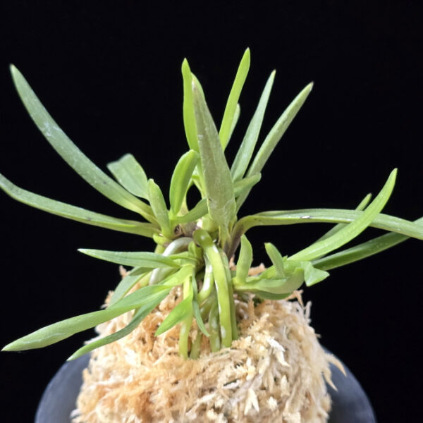 낭화사자 浪花獅子 Naniwajishi