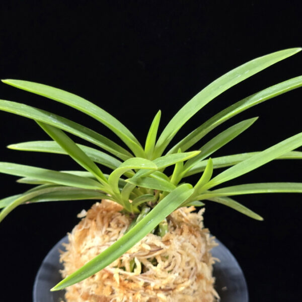 건국 建國 Kenkoku