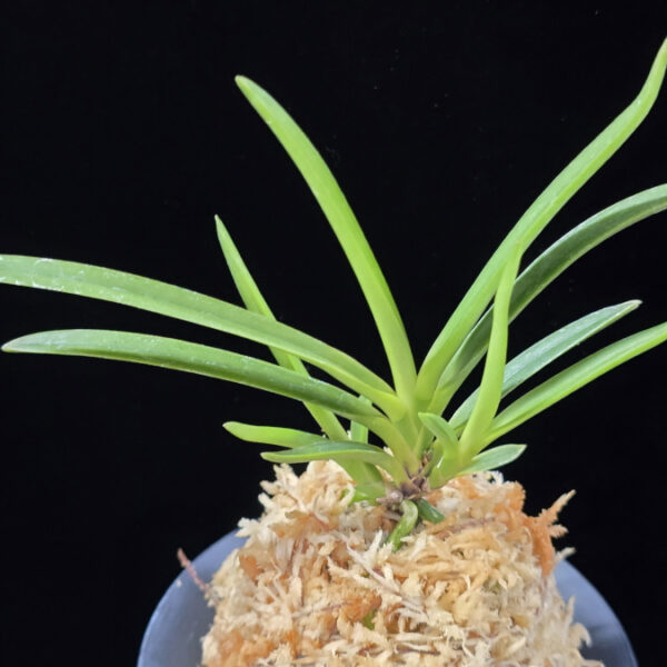 건국 建國 Kenkoku