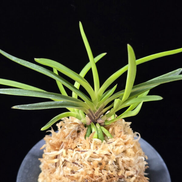 화전 花纏 Hanamatoi (3spur)