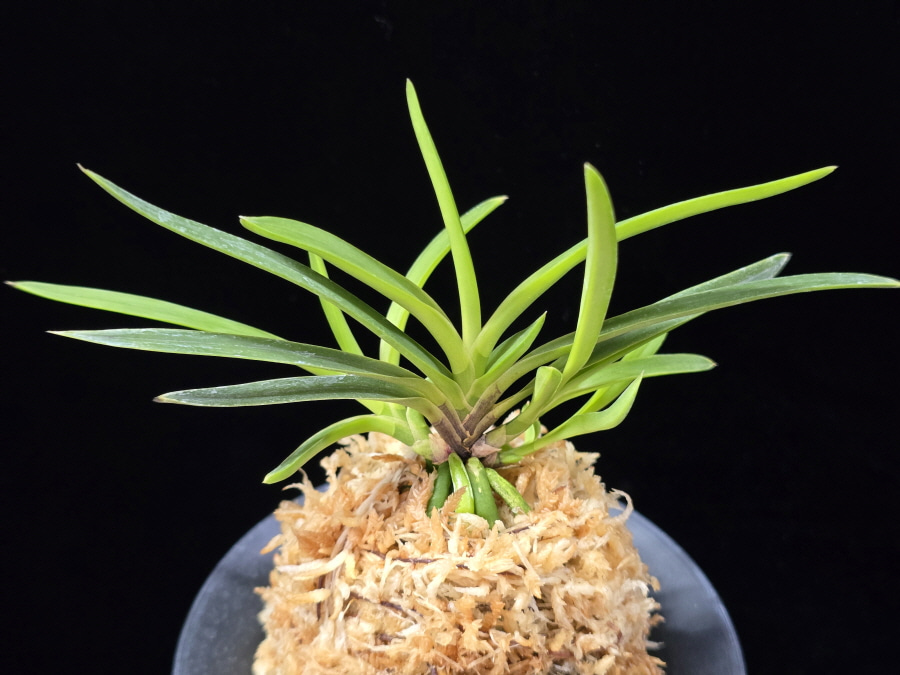 화전 花纏 Hanamatoi (3spur) 화전 花纏 Hanamatoi (3spur)