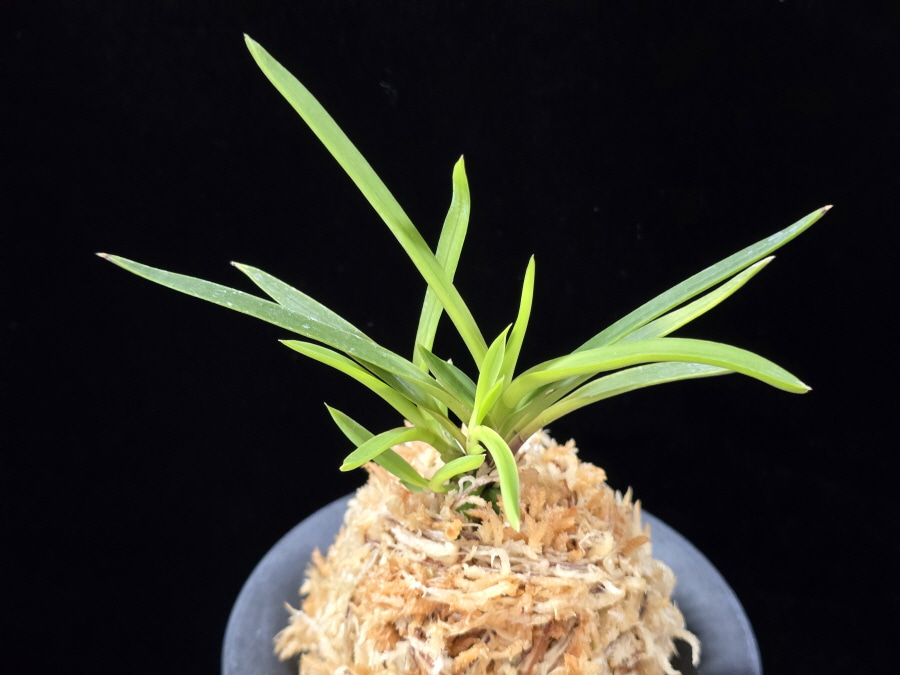 화전 花纏 Hanamatoi (3spur) 화전 花纏 Hanamatoi (3spur)