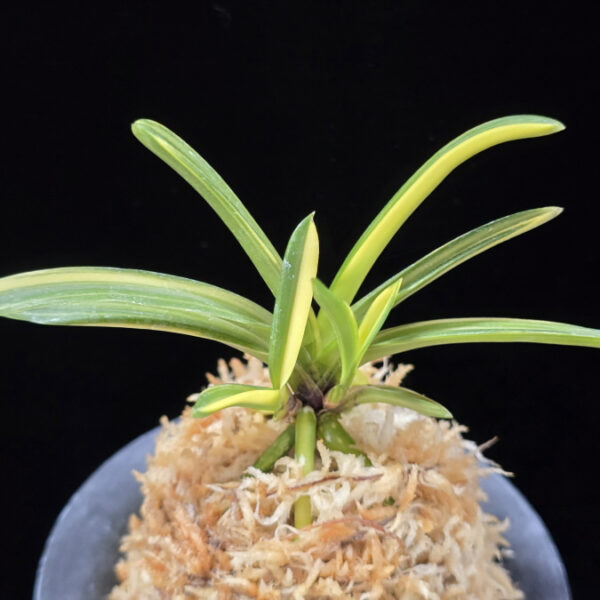 금두 金兜 Kinkabuto