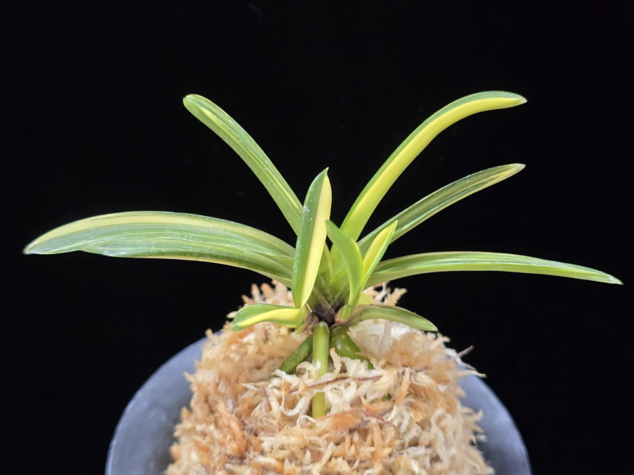 금두 金兜 Kinkabuto 금두 金兜 Kinkabuto