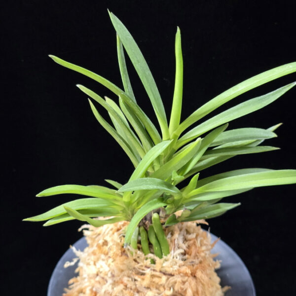 청죽 靑竹 Cheongjuk