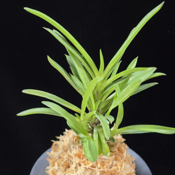 청죽 靑竹 Cheongjuk