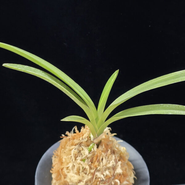 서능금 西凌錦  Seoneunggeum