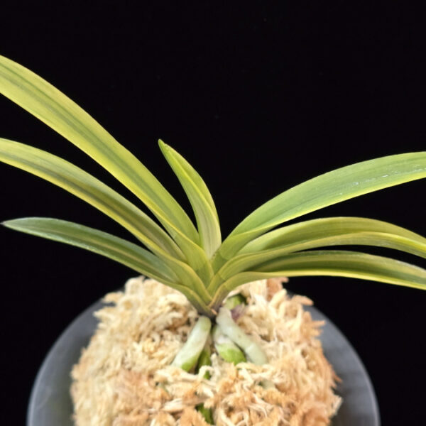 청무관 靑霧冠 Cheongmugwan